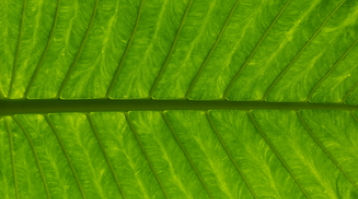 Green leaf background