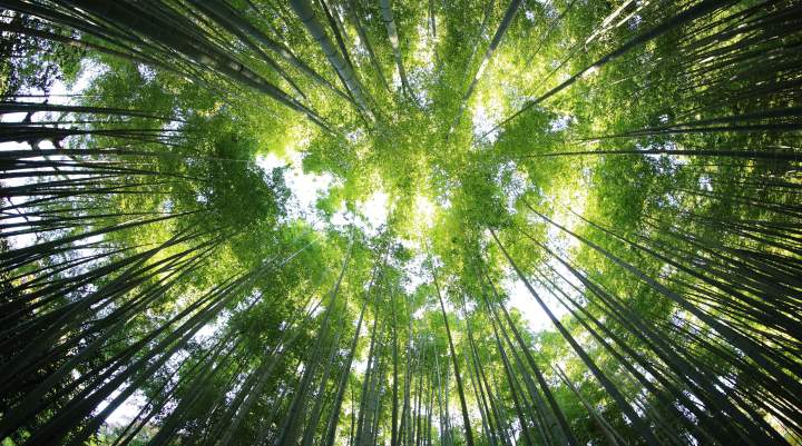 A picture of a forest, looking up at trees 