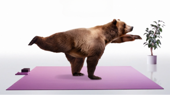 Bear doing yoga